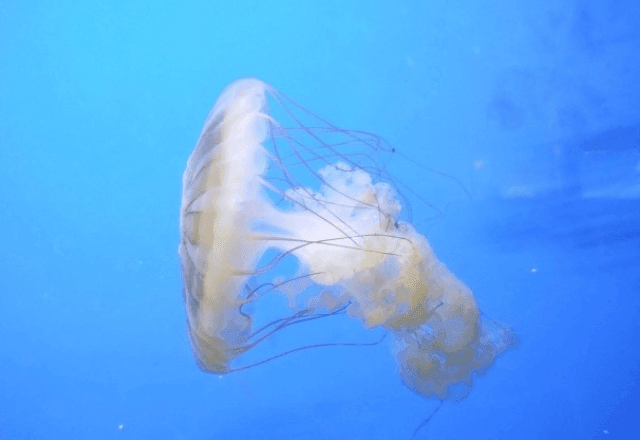 Imagem da noticia Queimaduras por águas-vivas batem recorde e atingem 90 mil banhistas no litoral gaúcho