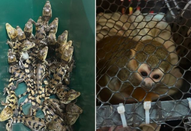 Imagem da noticia Homens são presos ao transportar 20 filhotes de jacaré e cinco macacos no interior de SP