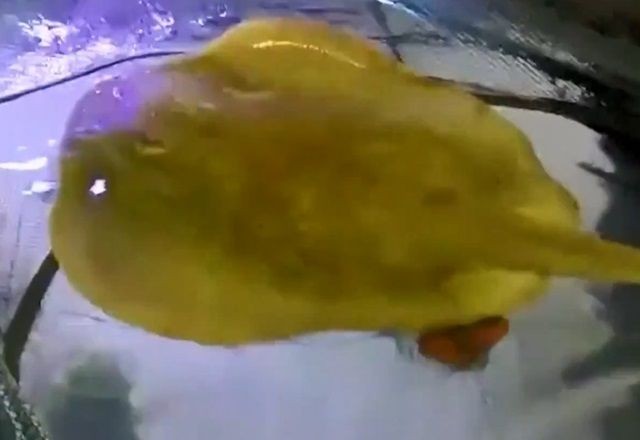 Imagem da noticia Chama o Ratinho: arraia sem contato com machos fica grávida