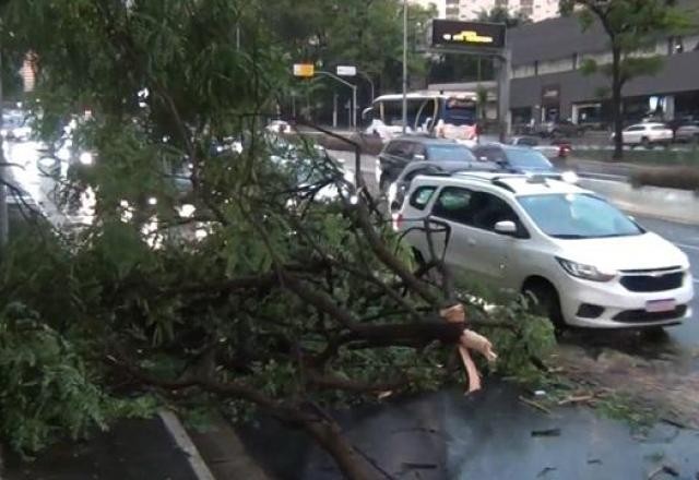 Imagem da noticia Após forte chuva, SP tem 50 árvores caídas sobre fiação elétrica