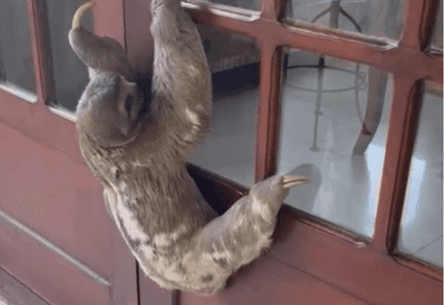 Bicho-preguiça invade condomínio no Rio e escala porta de uma das casas; veja vídeo