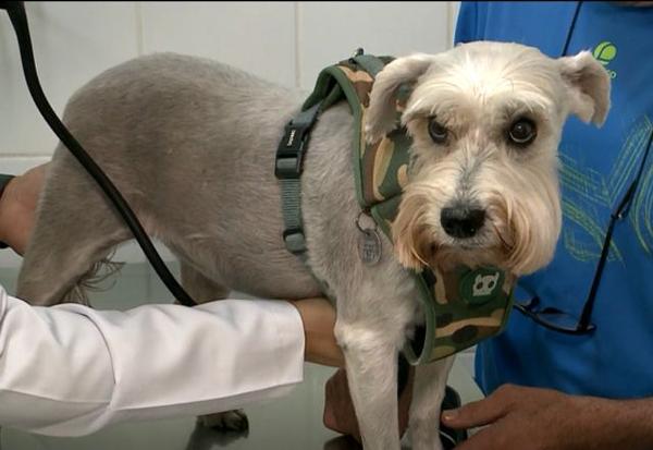 Imagem da notícia: Governo do RJ planeja retomar castração gratuita de cães e gatos