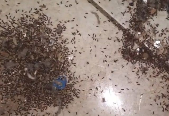 Imagem da noticia Moradores reclamam de infestação de carunchos no interior de SP