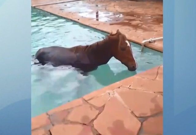 Imagem da noticia Flagra: Cavalo vai parar dentro de piscina e moradores fazem resgate