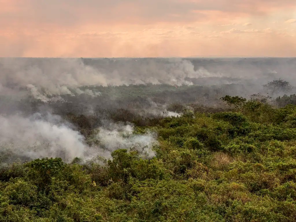 Imagem da noticia Centenas de animais mortos e resgates em massa mobilizam ONGs e zoológicos após incêndios em SP