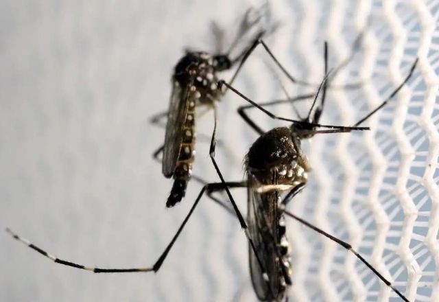 Brasil ultrapassa 500 mil casos prováveis de dengue em 2024