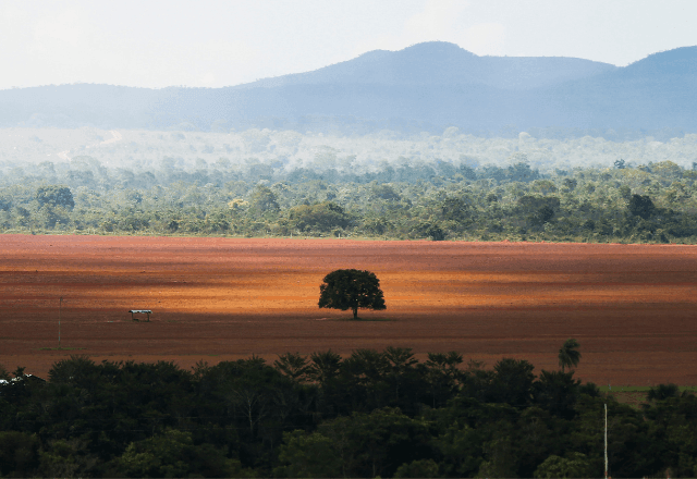 Imagem da noticia Brasil desmatou o equivalente a 12 cidades de São Paulo em 2023