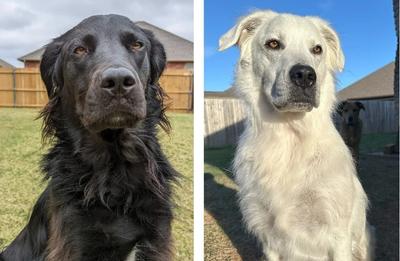 Cachorro preto com vitiligo fica completamente branco após dois anos
