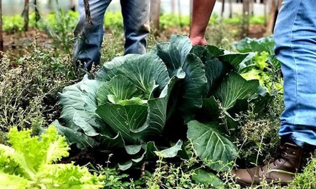 Imagem da noticia Governo sanciona lei que regulamenta uso de bioinsumos na agropecuária