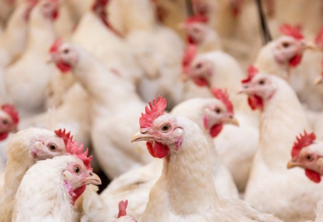 Imagem da noticia Ministério da Agricultura declara fim da emergência por doença de Newcastle no Rio Grande do Sul