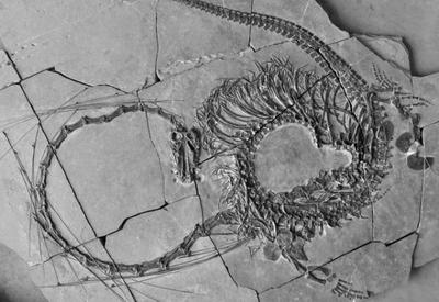 Cientistas descobrem fóssil de "dragão" de 240 milhões de anos