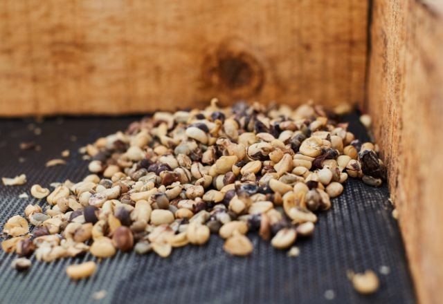 Imagem da noticia Ministério da Agricultura divulga marcas de café torrado impróprias para consumo