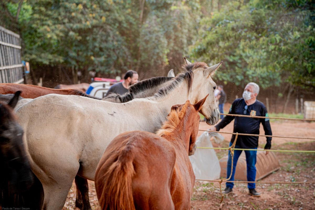 Imagem da noticia Polícia fecha matadouro clandestino de cavalos; carne era vendida