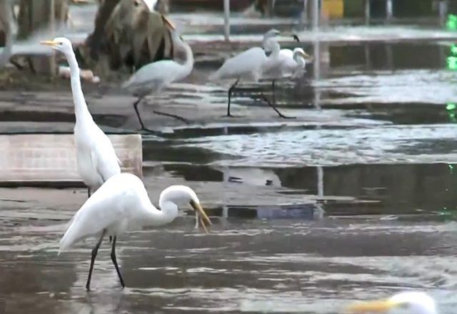 Imagem da noticia Garças comem peixes mortos em avenida inundada de Porto Alegre