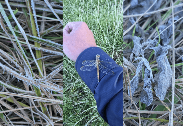 Imagem da noticia Verão com cara de inverno: Serra de SC registra geada e mínima de 0,9°C