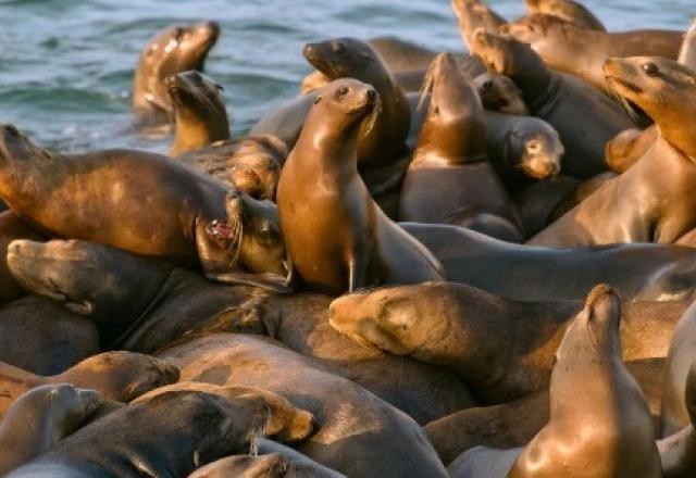 Rio Grande do Sul registra primeiro foco de H5N1 em mamíferos marinhos