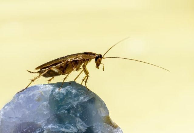 Imagem da noticia Hotel é processado após barata entrar em ouvido de hóspede e deixá-lo surdo