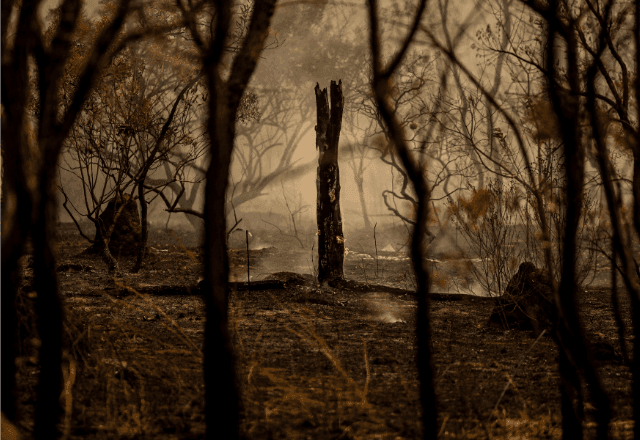 Imagem da noticia Polícia Federal: há 5.589 inquéritos sobre questões ambientais; 32 diretamente relacionados a incêndios