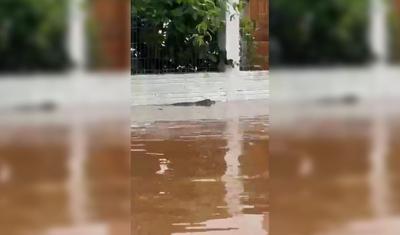 Jacaré é visto em avenida de Porto Alegre após enchente; assista