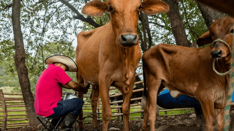 MST teme impacto do Acordo UE-Mercosul sobre produtores de leite e queijo; entenda cenário MST teme impacto do Acordo UE-Mercosul sobre produtores de leite e queijo; entenda cenário