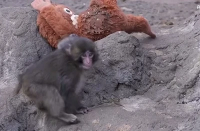 Filhote de macaco viraliza após adotar pelúcia em zoológico do Japão Filhote de macaco viraliza após adotar pelúcia em zoológico do Japão