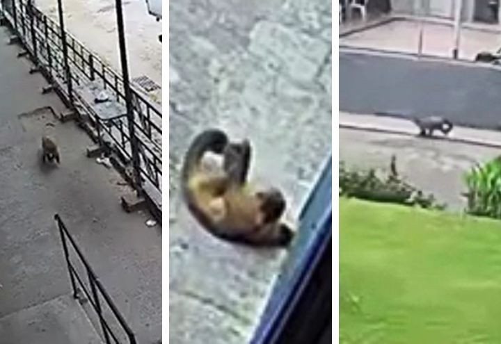 Imagem da noticia Flagra: Macaco foge de zoológico e vai parar em presídio no RJ