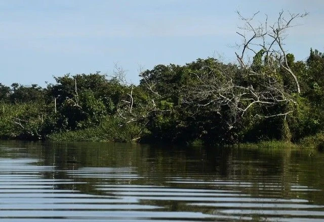 Imagem da noticia Às vésperas da COP30, estados brasileiros aderem a movimento global para proteção dos manguezais