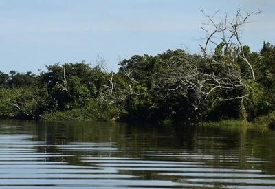 Às vésperas da COP30, estados brasileiros aderem a movimento global para proteção dos manguezais Às vésperas da COP30, estados brasileiros aderem a movimento global para proteção dos manguezais