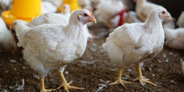 Imagem da noticia Ministério da Agricultura declara emergência zoossanitária no Rio Grande do Sul