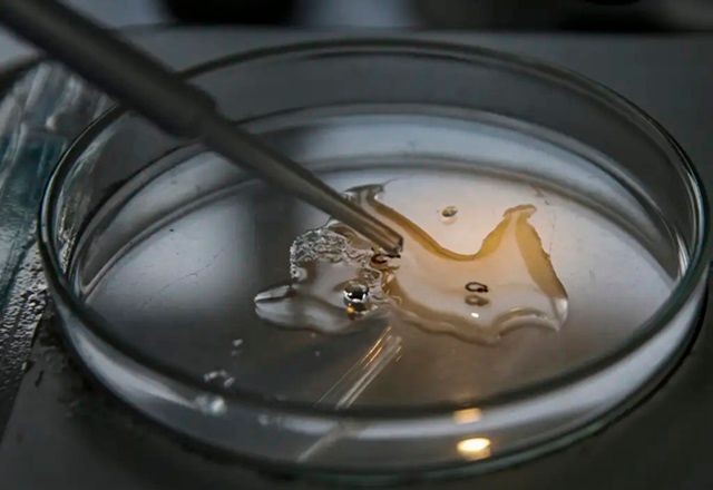 Imagem da noticia Estudo detecta vírus zika e chikungunya em ovos de mosquitos Aedes