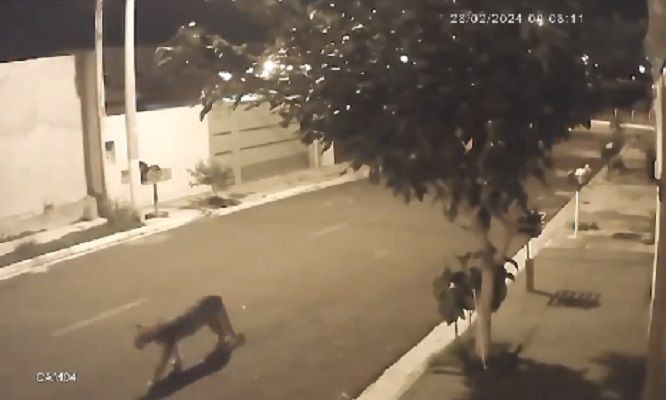 Imagem da noticia Mulher dá de cara com onça-parda ao sair para trabalhar no interior de SP