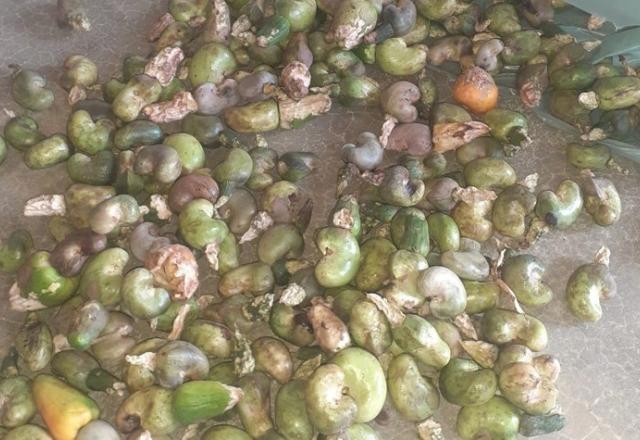 Imagem da noticia Besouros atacam lavoura de caju no Piaui