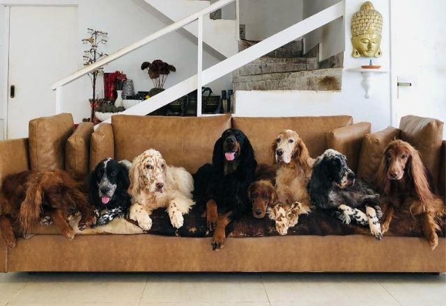 Imagem da noticia Cachorros de Jeff Machado prestam homenagem ao ator nas redes sociais