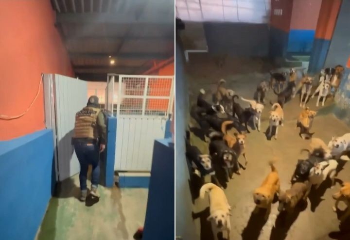 Imagem da noticia Polícia Civil de SP realiza operação contra hotel clandestino de animais na zona leste