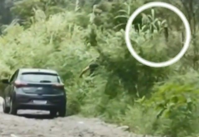 Imagem da noticia Pastor é indiciado após ser flagrado abandonando e arremessando cachorro