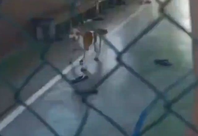 Imagem da noticia Pitbull invade escola e ataca aluno do 6º ano, no Pará