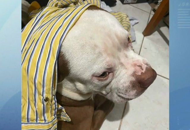 Imagem da noticia Policial é acusado de atirar e matar cachorro por “pura maldade”