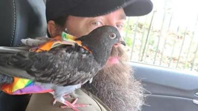 Homem resgata pombo de afogamento e "adota" animal para família
