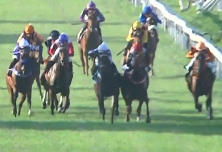 Imagem da noticia Lei que proíbe corrida de animais em SP é sancionada pelo prefeito