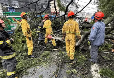 Queda de árvore mata mulher e deixa outra ferida em Guarulhos (SP) Queda de árvore mata mulher e deixa outra ferida em Guarulhos (SP)