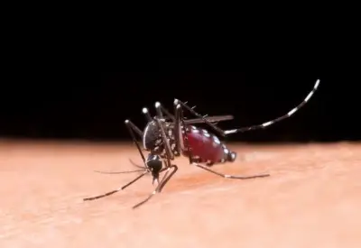 Aumento das temperaturas e chegada da temporada de chuva reacendem alerta de combate à dengue Aumento das temperaturas e chegada da temporada de chuva reacendem alerta de combate à dengue
