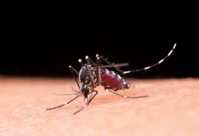 Estado de São Paulo se aproxima de 1 milhão de casos de dengue