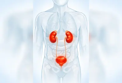 Infecção urinária frequente: por que acontece e como evitar novas crises Infecção urinária frequente: por que acontece e como evitar novas crises