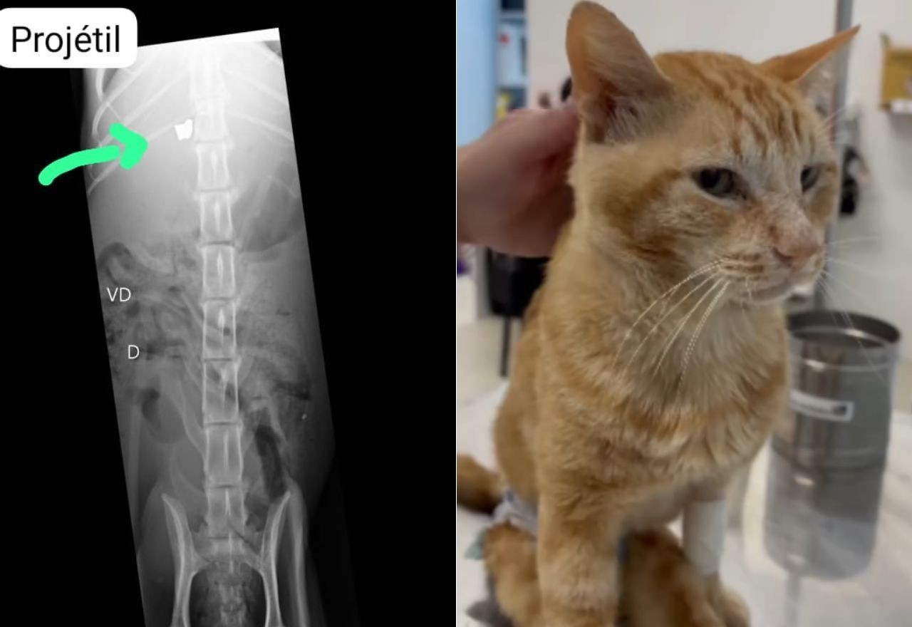 Imagem da noticia Morre gato atingido por tiro de chumbinho na Zona Sudoeste do Rio