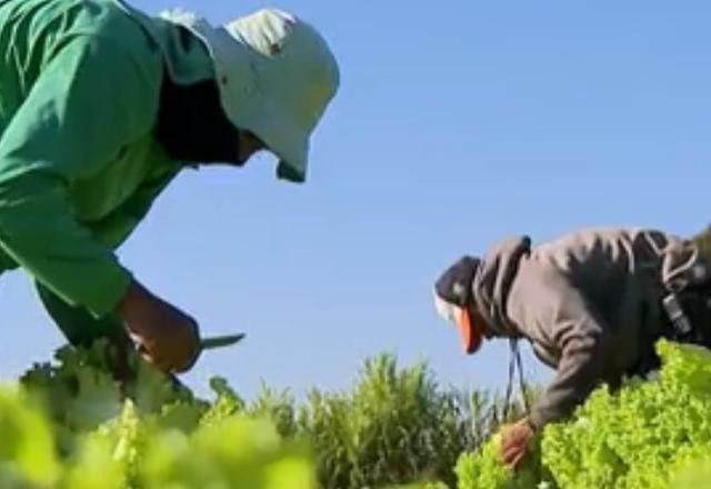 Imagem da noticia Dia do Agricultor é comemorado em 28 de julho; entenda importância do trabalho no campo