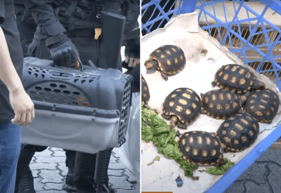 Polícia realiza maior operação contra tráfico de animais no Brasil e cumpre 40 mandados de prisão Polícia realiza maior operação contra tráfico de animais no Brasil e cumpre 40 mandados de prisão