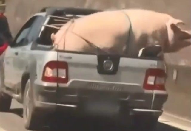 Imagem da noticia Flagra: Porco e cabrito são transportados de forma irregular em SP