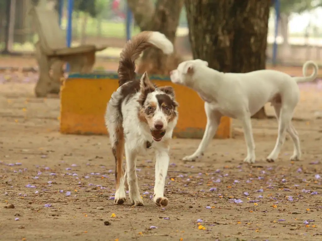 Imagem da noticia Abandono de pets aumenta no período entre dezembro e fevereiro, aponta pesquisa