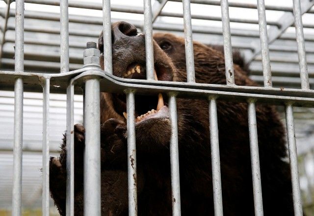 Imagem da noticia Japão envia tropas para conter ataques de ursos após 12 mortes