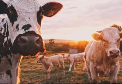 Recorde histórico na pecuária: aumento de 12,2% no abate bovino no último trimestre 2023